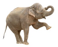 Découpage femelle de salutation d'éléphant d'Asie photographie stock libre de droits Découpage femelle de salutation d'éléphant d'Asie photographie stock libre de droits