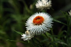 Détail de la fleur éternelle blanche ou le Strawflower ou la marguerite commune et le x28 ; Xerochrysum Bracteatum& x29 ; avec le photographie stock libre de droits Détail de la fleur éternelle blanche ou le Strawflower ou la marguerite commune et le x28 ; Xerochrysum Bracteatum& x29 ; avec le photographie stock libre de droits