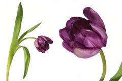 Détail de tulipe de fleur et d'isolement images stock Détail de tulipe de fleur et d'isolement images stock