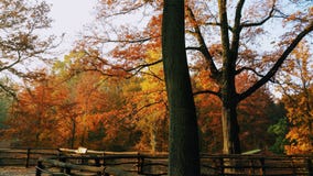 Día soleado del otoño que sorprende en el bosque fotos de archivo Día soleado del otoño que sorprende en el bosque fotos de archivo