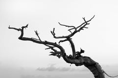 Död Tree - global värme arkivbilder Död Tree - global värme arkivbilder