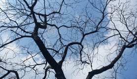 Düsterer toter Baum Lizenzfreie Stockbilder Düsterer toter Baum Lizenzfreie Stockbilder