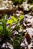 Dębowego drzewa flanca z zielenią opuszcza na glebowym tle wśród rożka światła słonecznego fotografia royalty free Dębowego drzewa flanca z zielenią opuszcza na glebowym tle wśród rożka światła słonecznego fotografia royalty free