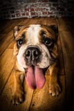 E Imagem de Stock Royalty Free E Imagem de Stock Royalty Free