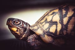 E fotografering för bildbyråer E fotografering för bildbyråer