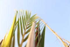 E lizenzfreies stockfoto E lizenzfreies stockfoto