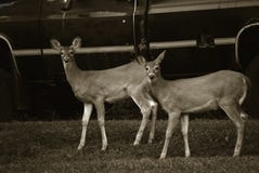 E royaltyfria bilder E royaltyfria bilder