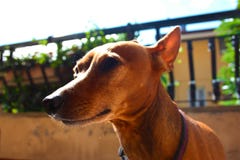 E huisdier in het terras van het huis waar hij trots leeft vrouwelijk zwerg pinscher rood of bruin royalty-vrije stock afbeelding E huisdier in het terras van het huis waar hij trots leeft vrouwelijk zwerg pinscher rood of bruin royalty-vrije stock afbeelding