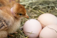 E Pluimveehouderij stock afbeeldingen E Pluimveehouderij stock afbeeldingen