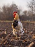 E στοκ φωτογραφία με δικαίωμα ελεύθερης χρήσης E στοκ φωτογραφία με δικαίωμα ελεύθερης χρήσης