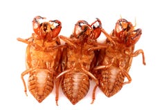 E lizenzfreies stockbild E lizenzfreies stockbild