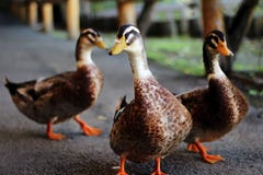 E fotografering för bildbyråer E fotografering för bildbyråer