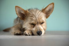 Gullig ‹för †för ‹för †för hund för valp för chihuahua för blandningbleumerle och för yorkshire terrier med ett bleuöga royaltyfria foton Gullig ‹för †för ‹för †för hund för valp för chihuahua för blandningbleumerle och för yorkshire terrier med ett bleuöga royaltyfria foton