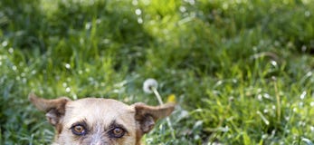 E photo libre de droits E photo libre de droits