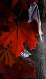 E arkivbilder E arkivbilder