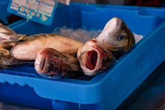 E foto de stock E foto de stock