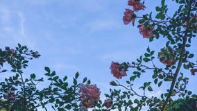 E fotografía de archivo libre de regalías E fotografía de archivo libre de regalías