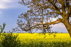 E image stock E image stock