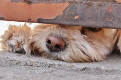 E r Lustiger Hund Lustige Haustiere lizenzfreie stockfotos E r Lustiger Hund Lustige Haustiere lizenzfreie stockfotos