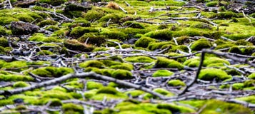 E stock afbeeldingen E stock afbeeldingen