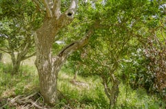 E photographie stock libre de droits E photographie stock libre de droits