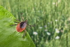 E Ricinus van Ixodes Royalty-vrije Stock Fotografie E Ricinus van Ixodes Royalty-vrije Stock Fotografie