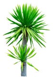 E Árvore com folhas verdes r shrub imagens de stock E Árvore com folhas verdes r shrub imagens de stock
