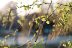 E Лето, концепции весны стоковые фото E Лето, концепции весны стоковые фото