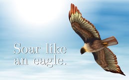 Eagle illustration stock Eagle illustration stock