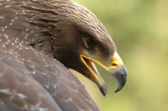 Eagle (Aquila chrysaetos)