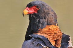 Eagle, Bateleur - Wild Bird Background Of Raptors From Wild Africa Royalty Free Stock Photo