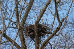 Eagle calvo che richiede il suo compagno dal loro nido immagini stock Eagle calvo che richiede il suo compagno dal loro nido immagini stock