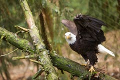 Eagle calvo con las alas abre la mirada derecho en la cámara Imagen de archivo libre de regalías Eagle calvo con las alas abre la mirada derecho en la cámara Imagen de archivo libre de regalías
