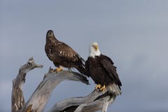 Eagle calvo encaramado en la madera de deriva, Homer Alaska Imagenes de archivo Eagle calvo encaramado en la madera de deriva, Homer Alaska Imagenes de archivo