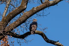 Eagle calvo giovanile si è appollaiato su un ramo immagini stock Eagle calvo giovanile si è appollaiato su un ramo immagini stock