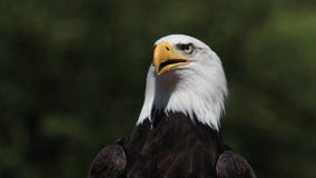 Eagle calvo, leucocephalus del haliaeetus, retrato del adulto que mira alrededor, almacen de metraje de vídeo Eagle calvo, leucocephalus del haliaeetus, retrato del adulto que mira alrededor, almacen de metraje de vídeo
