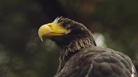 Eagle Close Up en el parque zoológico Eagle Close Up en el parque zoológico