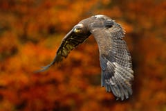Eagle com cena alaranjada do outono da floresta alaranjada do outono com o pássaro de rapina Enfrente o estepe Eagle do voo, nipa imagem de stock Eagle com cena alaranjada do outono da floresta alaranjada do outono com o pássaro de rapina Enfrente o estepe Eagle do voo, nipa imagem de stock