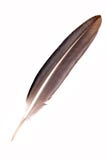 Eagle Feather Royalty Free Stock Photography