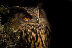 Eagle-hibou eurasien image libre de droits Eagle-hibou eurasien image libre de droits