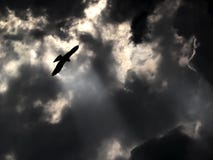 Eagle nieba majestatyczna latająca burzowa pogoda obraz stock Eagle nieba majestatyczna latająca burzowa pogoda obraz stock