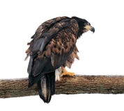 Eagle obsiadanie przy gałęziasty i przyglądający z powrotem odosobnionym na bielu Obraz Royalty Free Eagle obsiadanie przy gałęziasty i przyglądający z powrotem odosobnionym na bielu Obraz Royalty Free