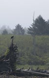 Eagle odpoczywa na Driftwood na seashore przy kantor plażą Olimpijski park narodowy, WA obrazy stock Eagle odpoczywa na Driftwood na seashore przy kantor plażą Olimpijski park narodowy, WA obrazy stock