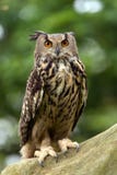 Eagle Owl (Bubo-bubo) royalty-vrije stock foto's Eagle Owl (Bubo-bubo) royalty-vrije stock foto's