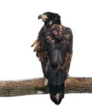Eagle przy gałęziasty przyglądający z powrotem odosobnionym przy bielem Obraz Stock Eagle przy gałęziasty przyglądający z powrotem odosobnionym przy bielem Obraz Stock