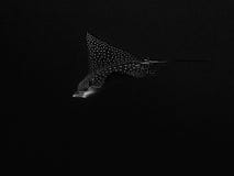Eagle Ray Underwater Black Background manchado blanco y negro imagenes de archivo Eagle Ray Underwater Black Background manchado blanco y negro imagenes de archivo