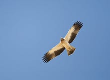 Eagle rejeté, Dwergarend, pennatus de Hieraaetus image stock Eagle rejeté, Dwergarend, pennatus de Hieraaetus image stock