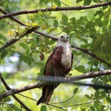 Eagle Sharp et alerte image libre de droits Eagle Sharp et alerte image libre de droits