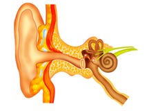 Ear Stock Image Ear Stock Image