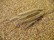 Ear And Grain Stock Photos Ear And Grain Stock Photos